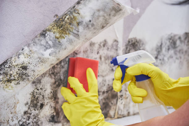 Best Commercial Mold Inspection in Red Wing, MN